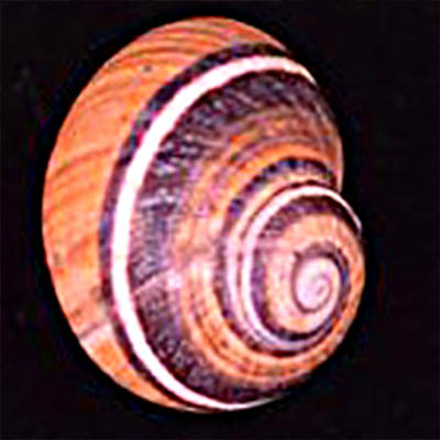 Painted snails