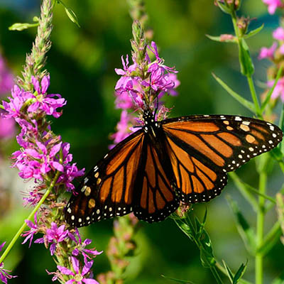 Monarch Butterfly