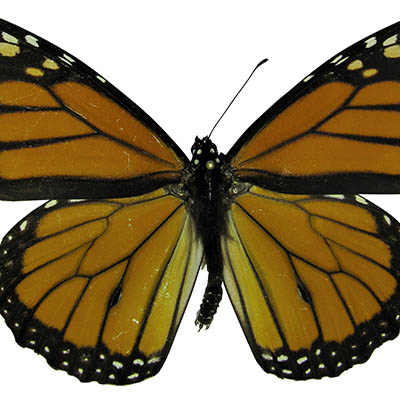 Monarch Butterfly