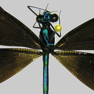 Ebony Jewelwing Damselfly