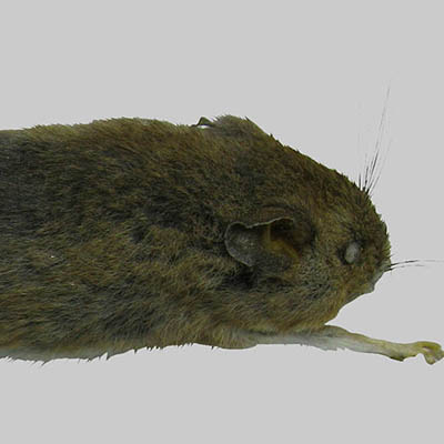 White-footed Mouse