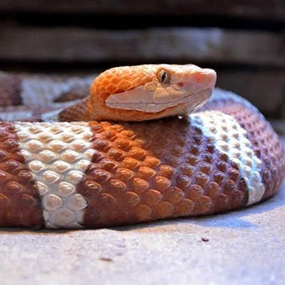 Copperhead Snake coiled up in a bed of leaves