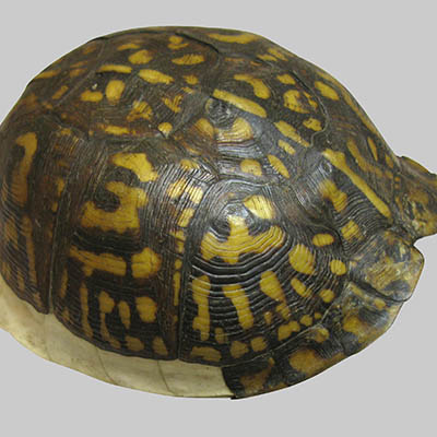 Box Turtle shell