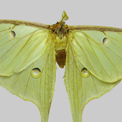 Luna Moth