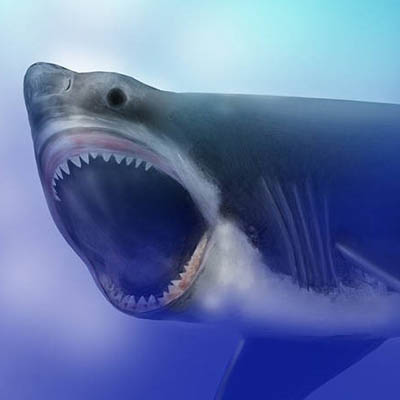 Rendering of Miocene great white shark