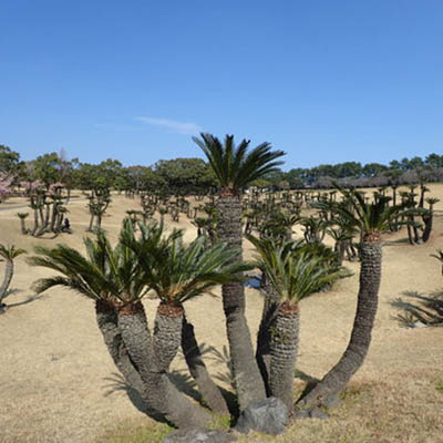 Cycads