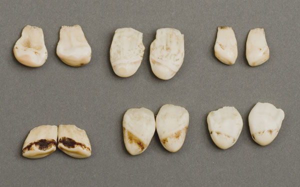Elk online tooth ivory