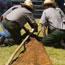 Raising the Tipi (Photograph)