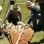 Raising the Tipi (Photograph)