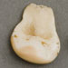 Elk Teeth - NEPE9460-9465