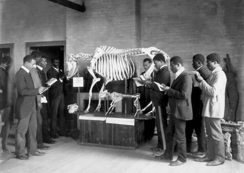 George Washington Carver with skeletons of cow and calf