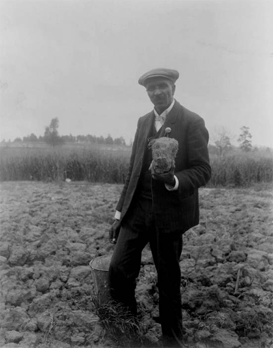 George Washington Carver, full-length portrait, standing in field, probably at Tuskegee, holding piece of soil