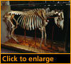 small image of cow skeleton
