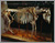 Moutned Cow Skeleton