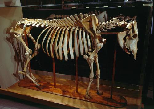 George Washington Carver: Ox Skeleton