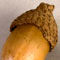 Acorn