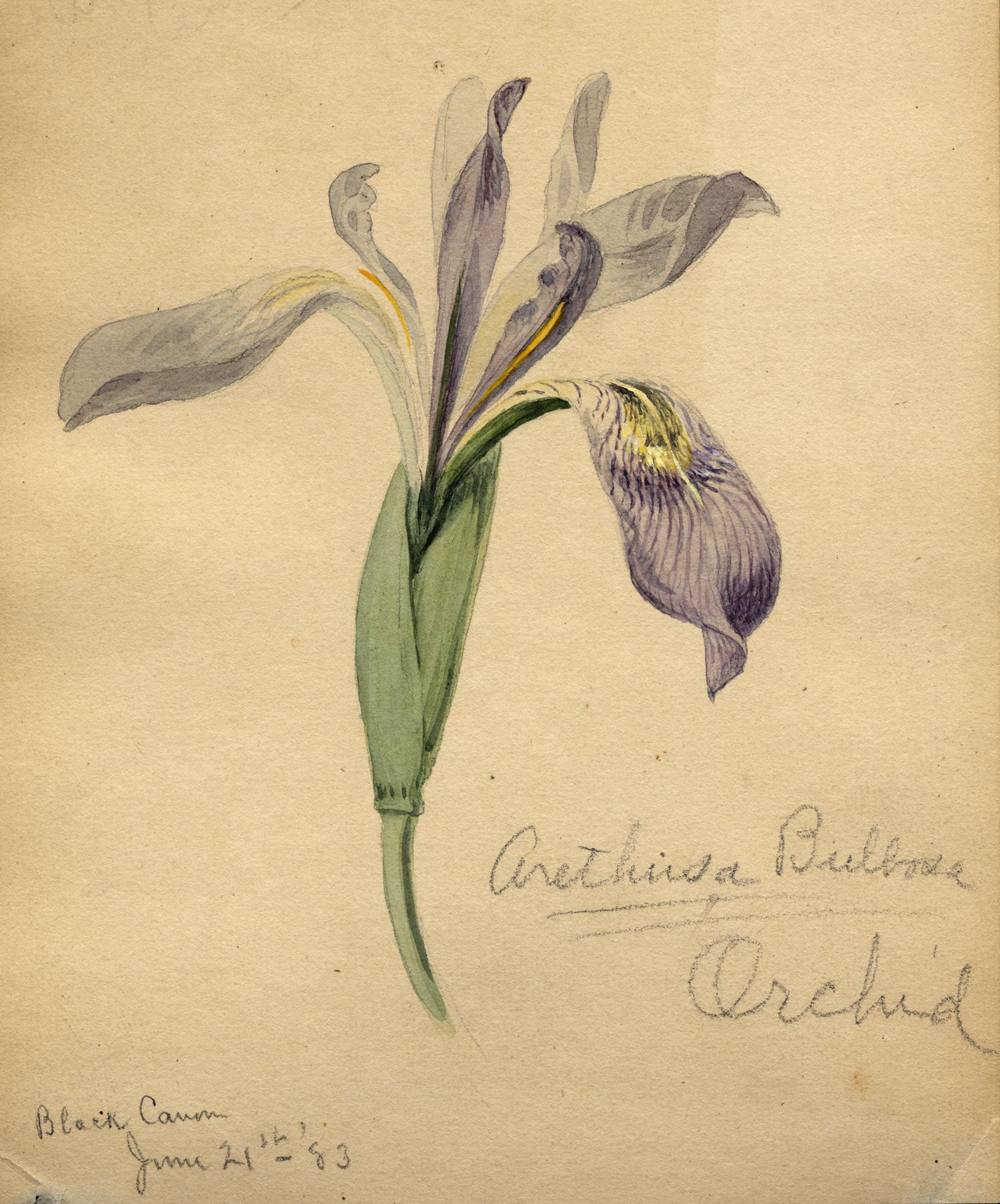 Aresthisa buldosa / Orchid
