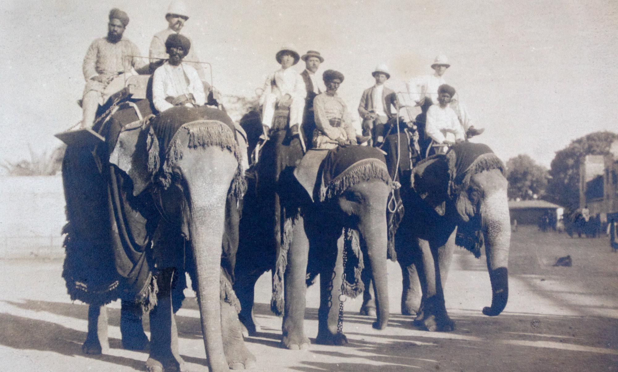 Three Indian Elephants