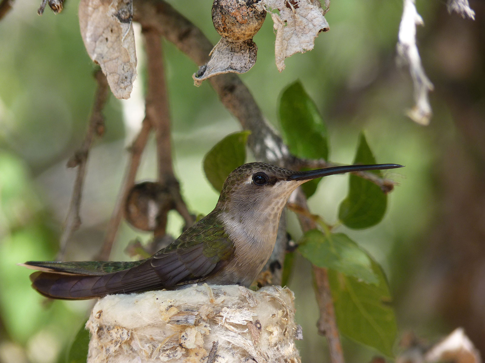 Black-Chinned Hummingbird