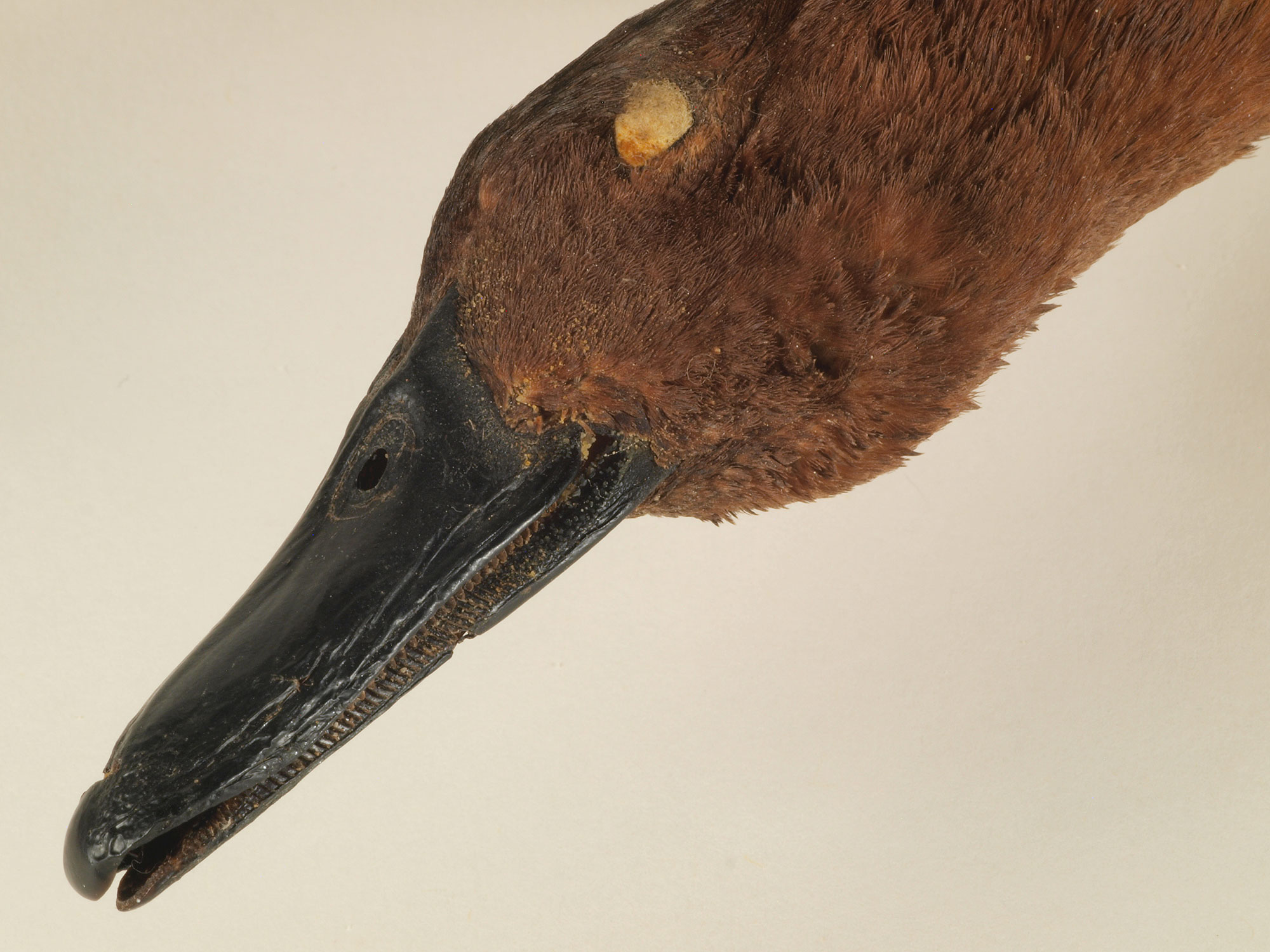 Cinnamon Teal Spatula cyanoptera