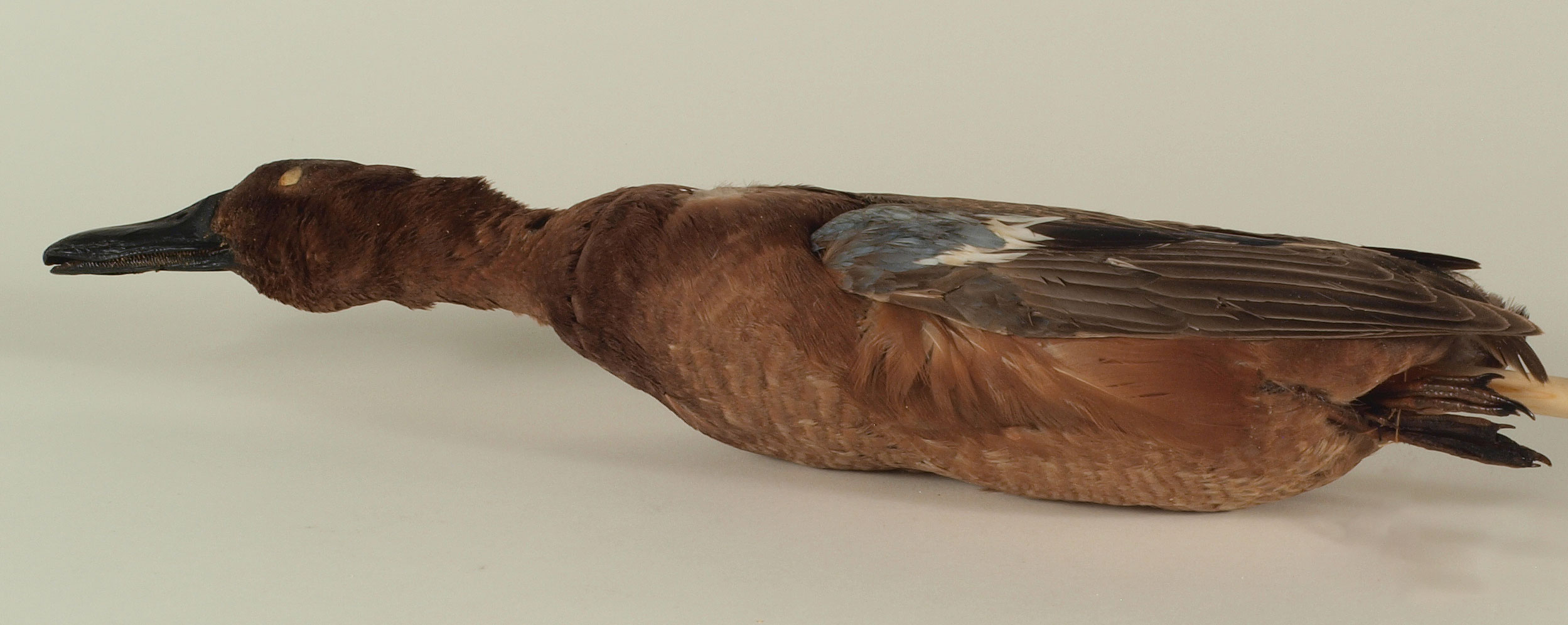 Cinnamon Teal Spatula cyanoptera