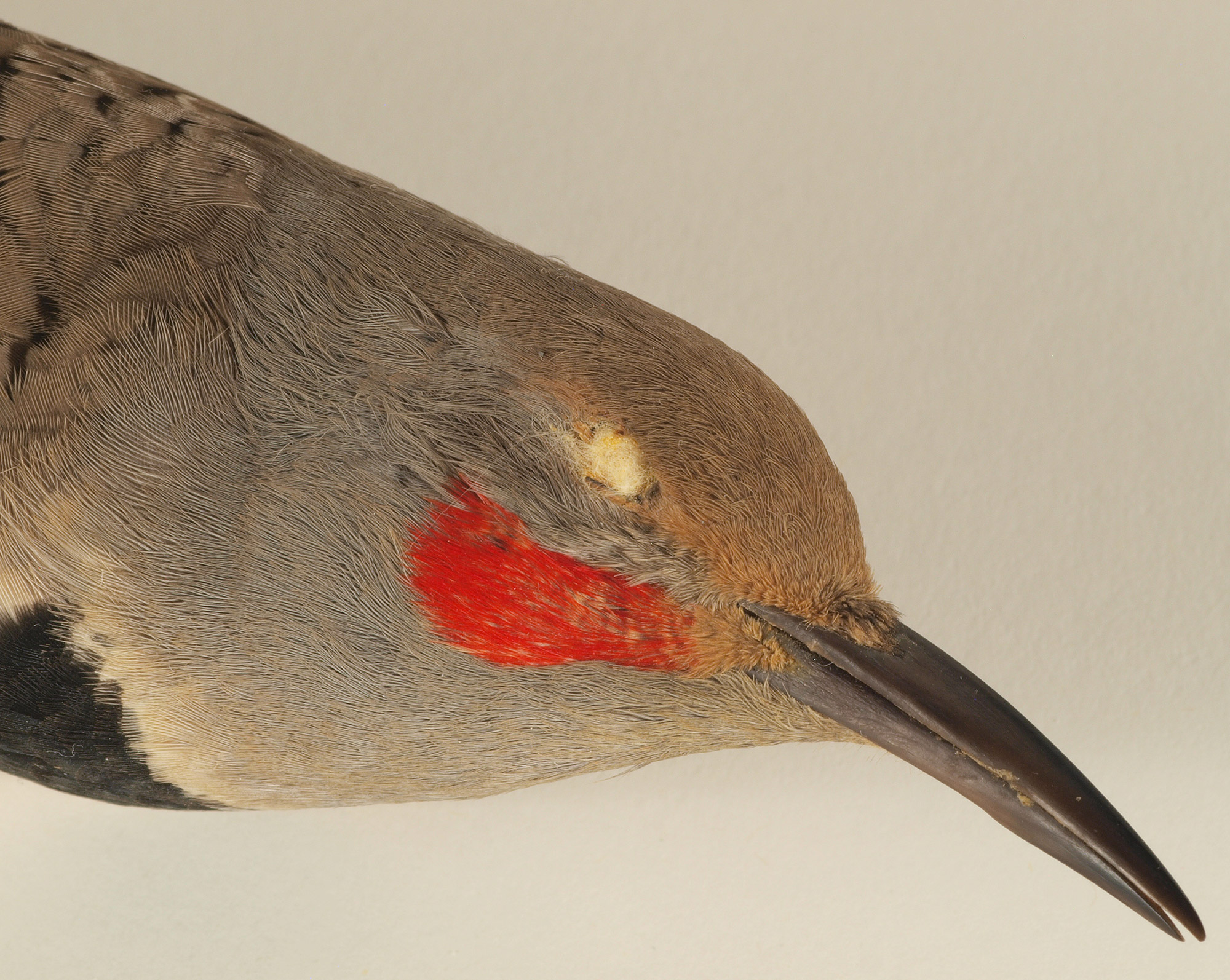 Northern Flicker Specimen detail