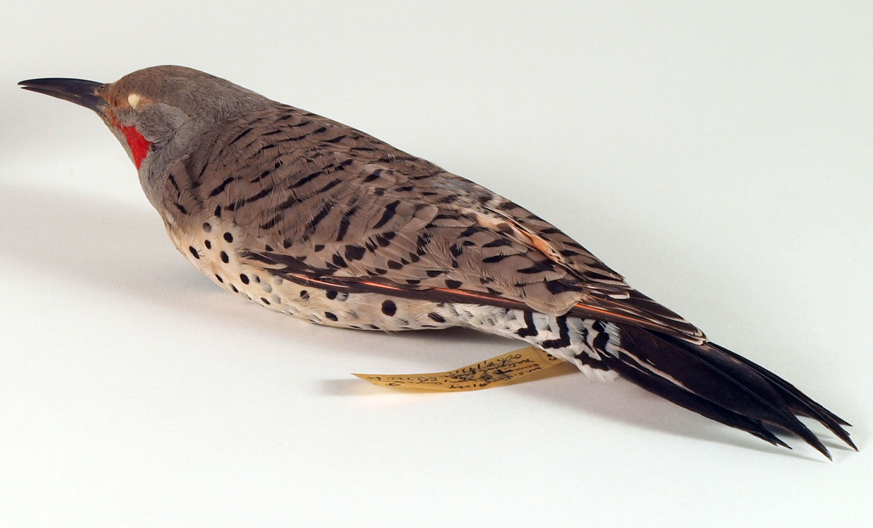 Northern Flicker Specimen front detail