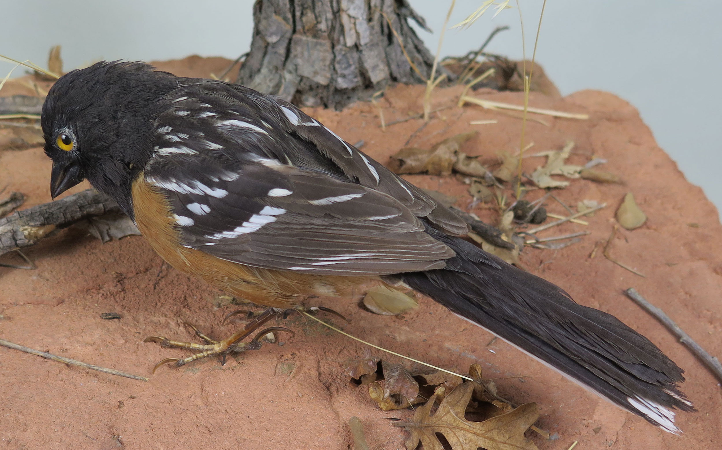 Spotted Towhee