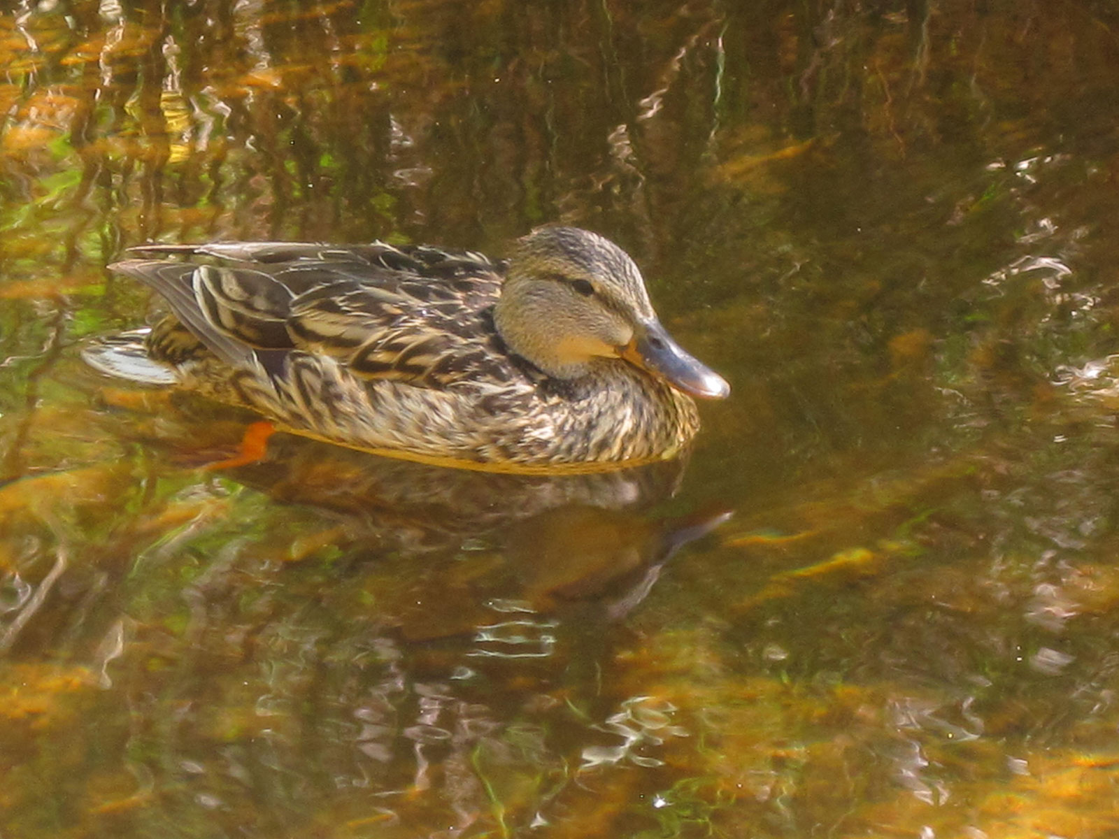 Northern Pintail