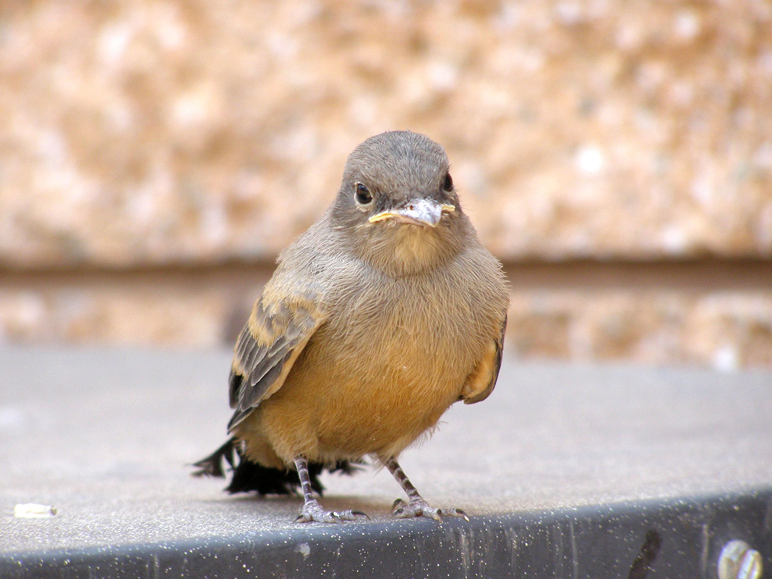 Wren