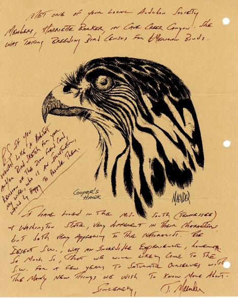 page from a bird field study featuring sketch of a Cooper's Hawk head and handwritten notes