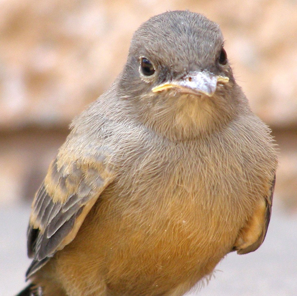 Wren