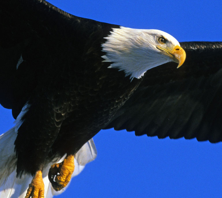 Bald eagle