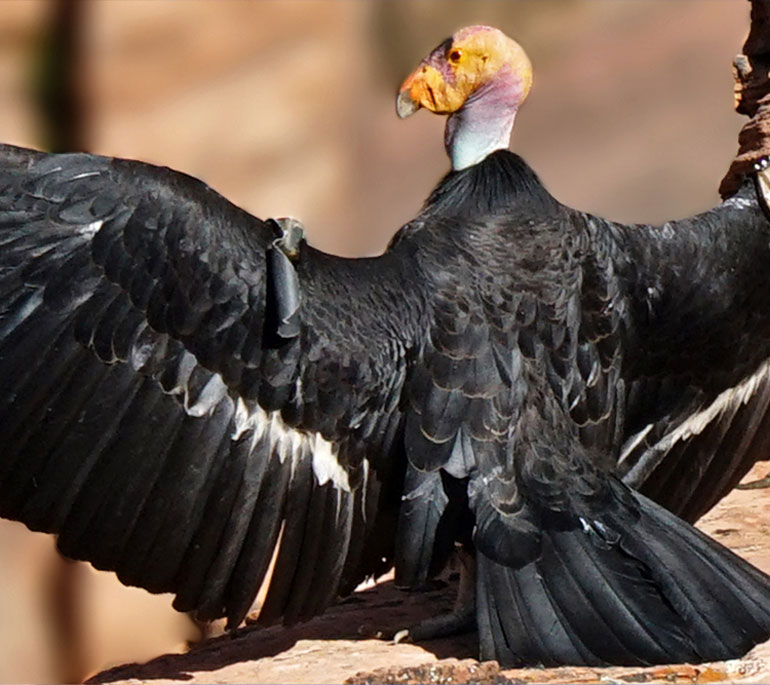  California condor perching with wings open