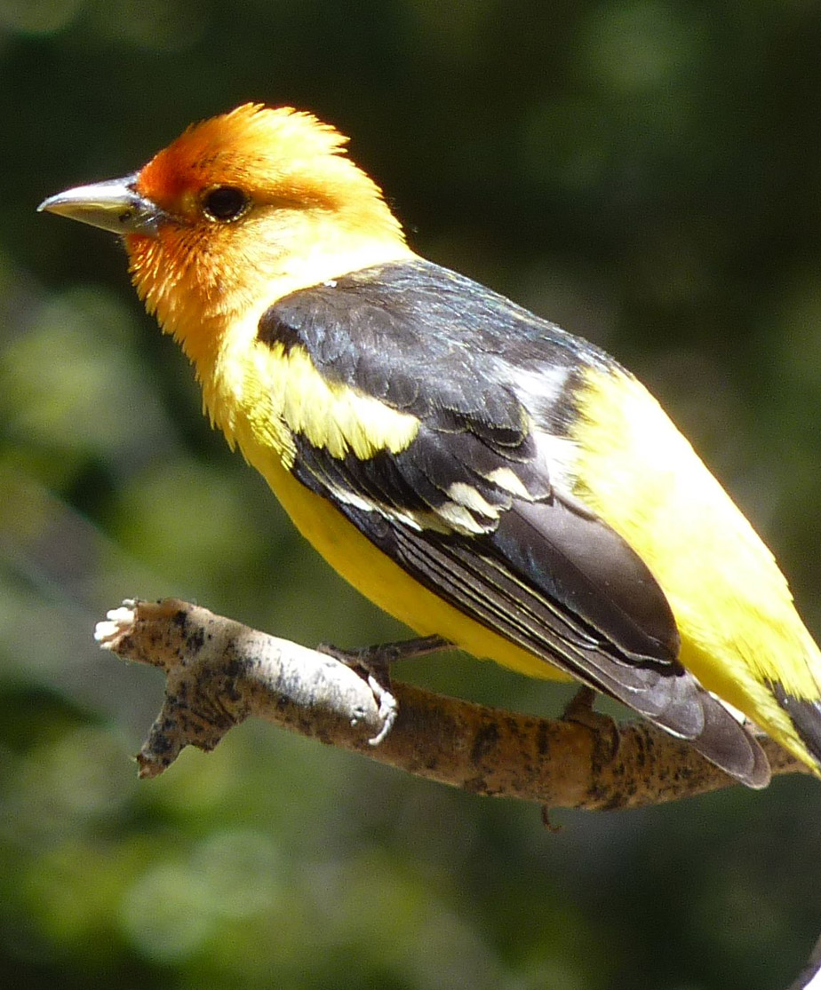 Western Tanager