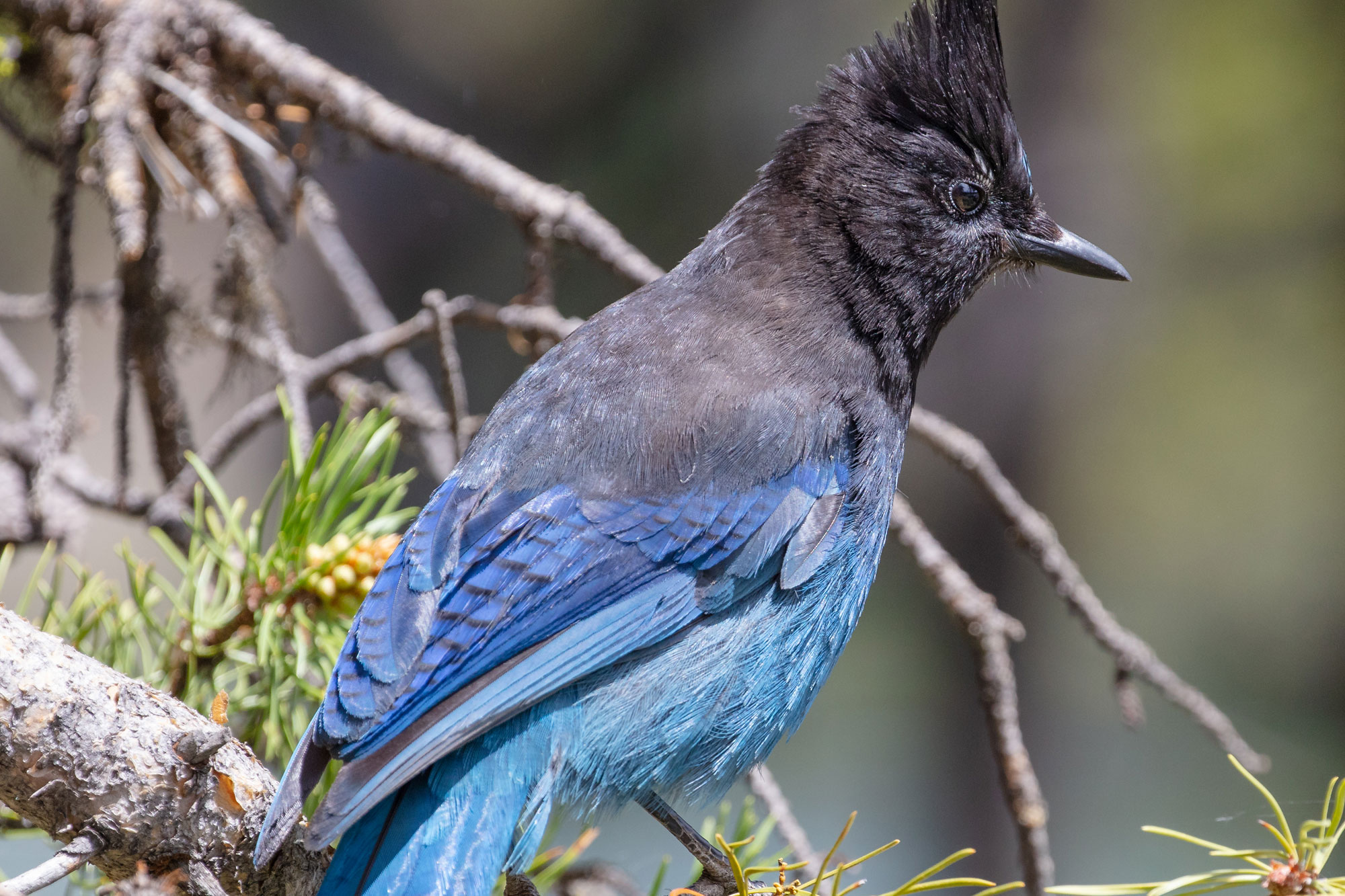 Steller’s Jay