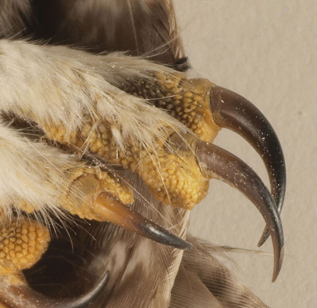 Detail of Western Screech-Owl Talons