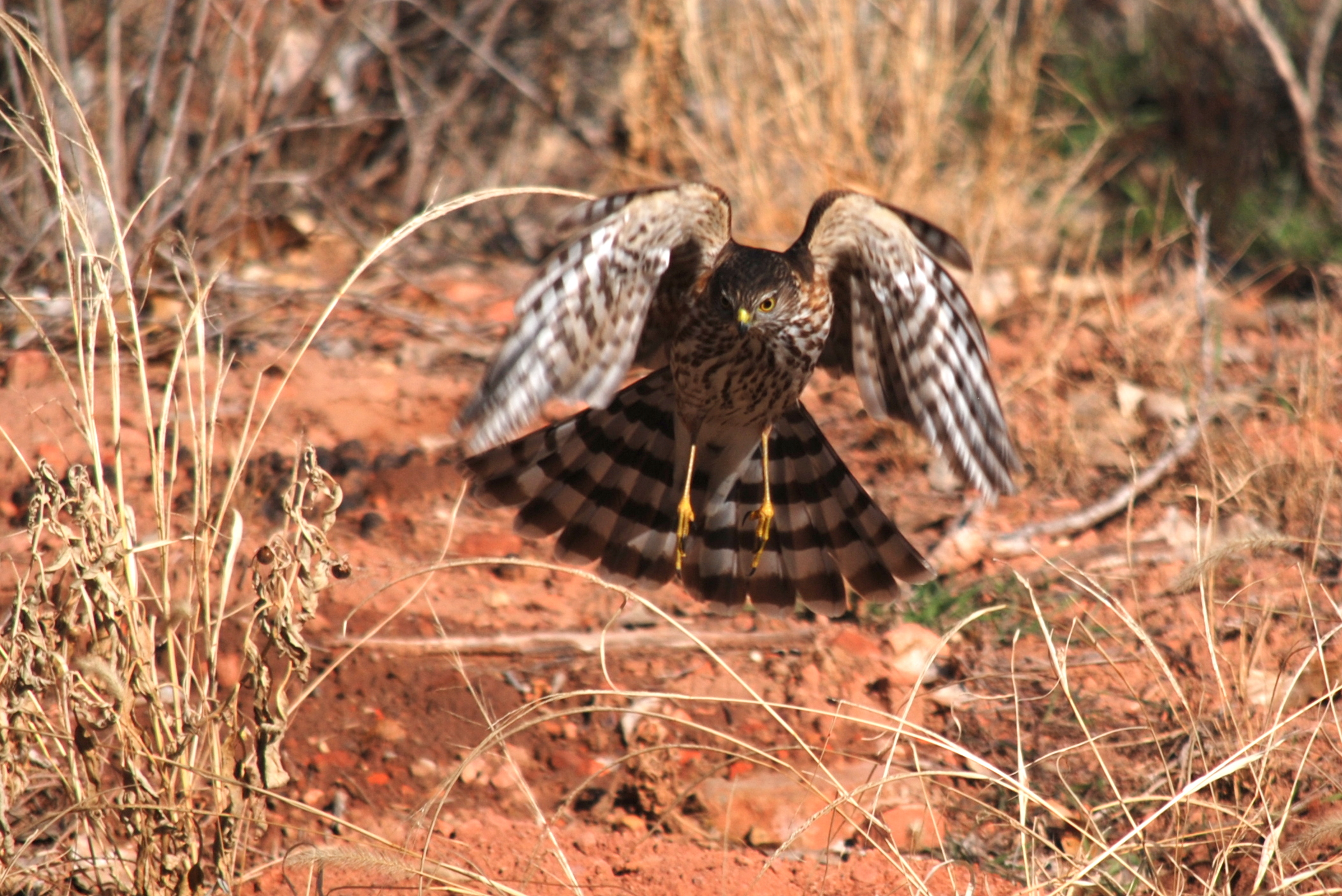 Peregrine Falcon