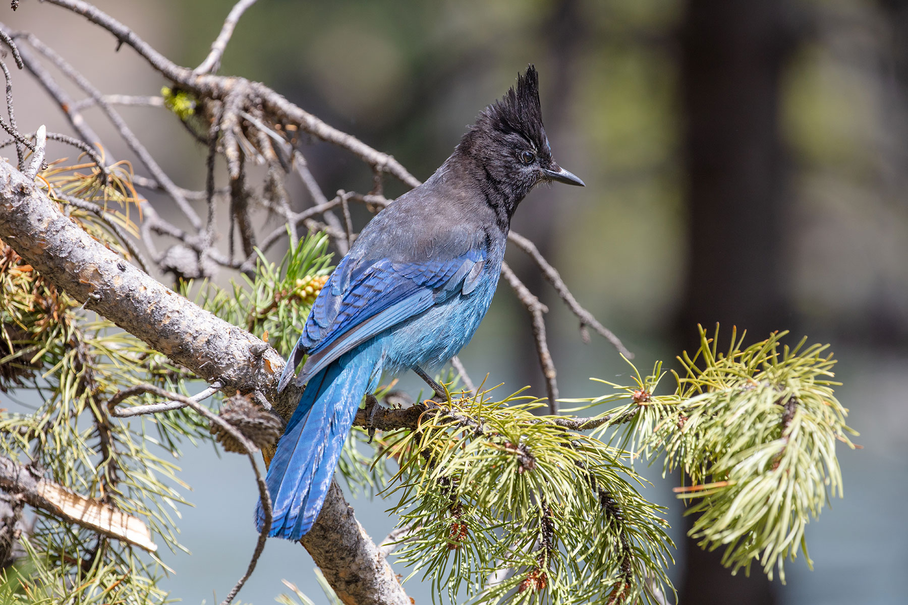 Stellar's Jay is perched on a limb of a conifer tree