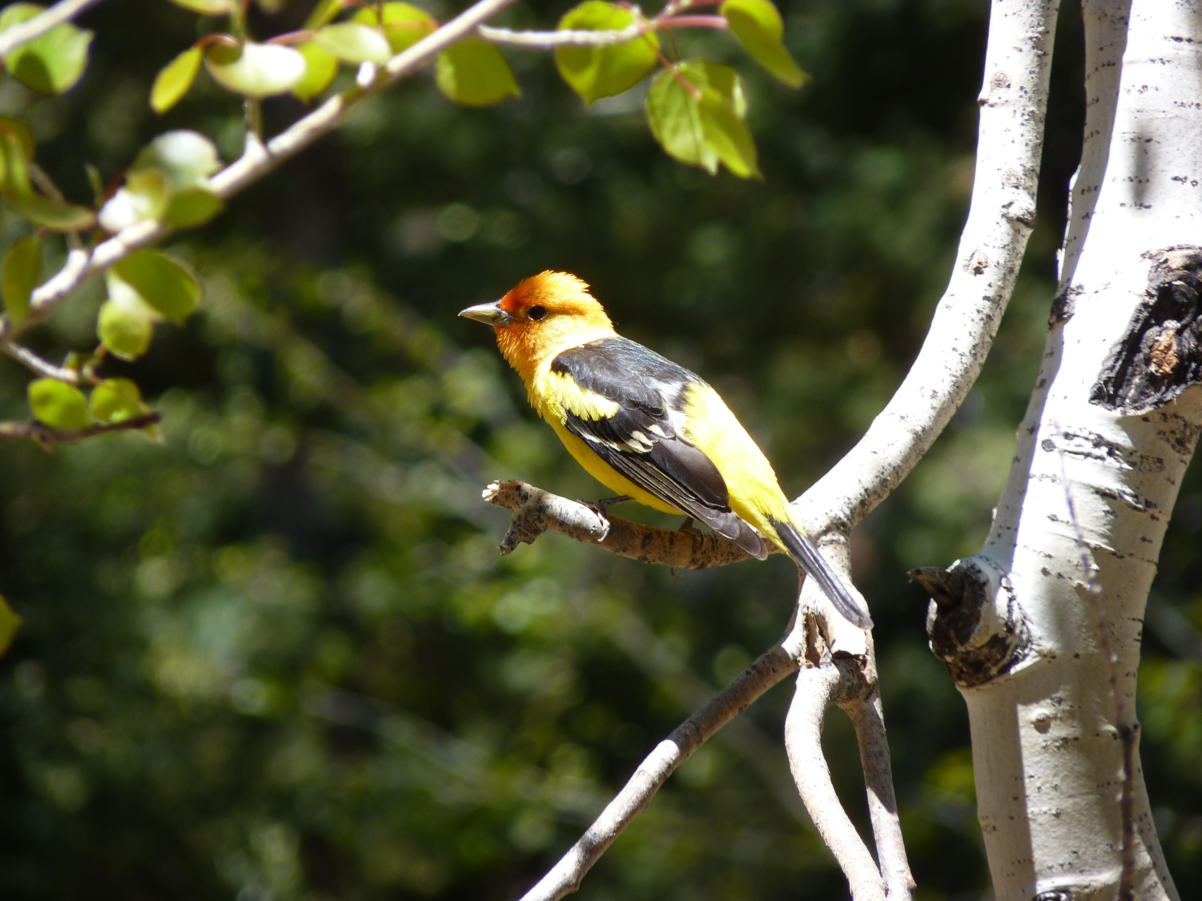 Western Tanager