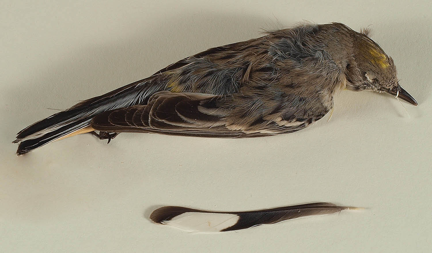 Yellow-Rumped Warbler (also known as Audubon’s Warbler) Setophaga coronata