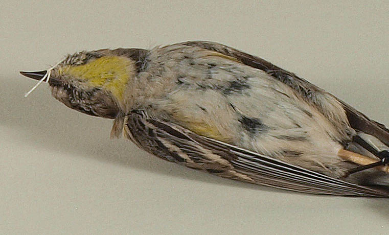 Yellow-Rumped Warbler (also known as Audubon’s Warbler) Setophaga coronata