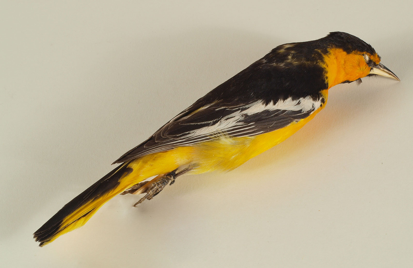 Bullock’s Oriole (formerly known as Northern Oriole) Icterus bullockii