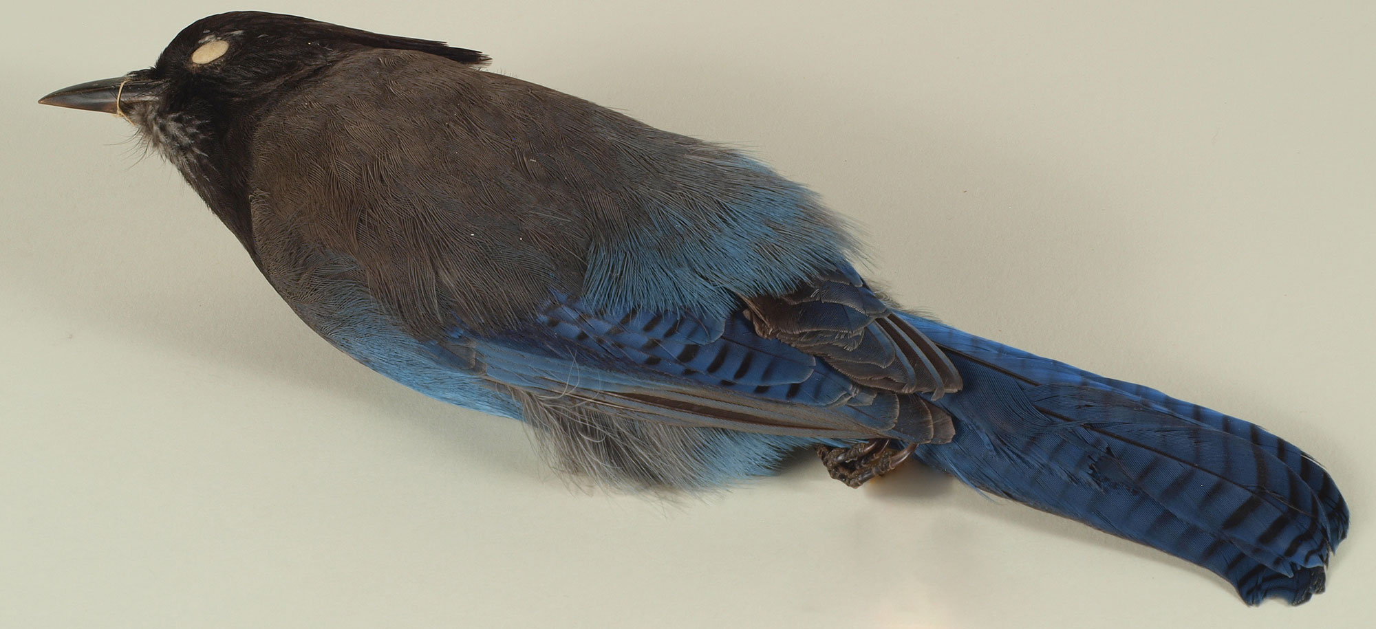 Steller’s Jay Cyanocitta stelleri