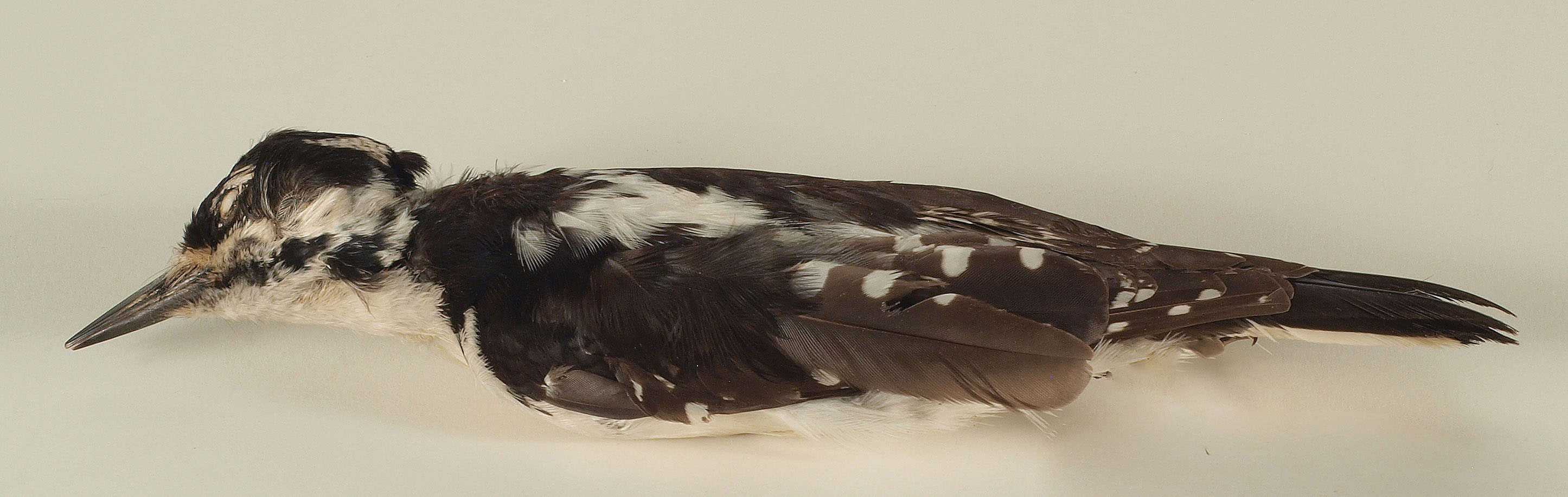 Two Hairy woodpecker female specimen