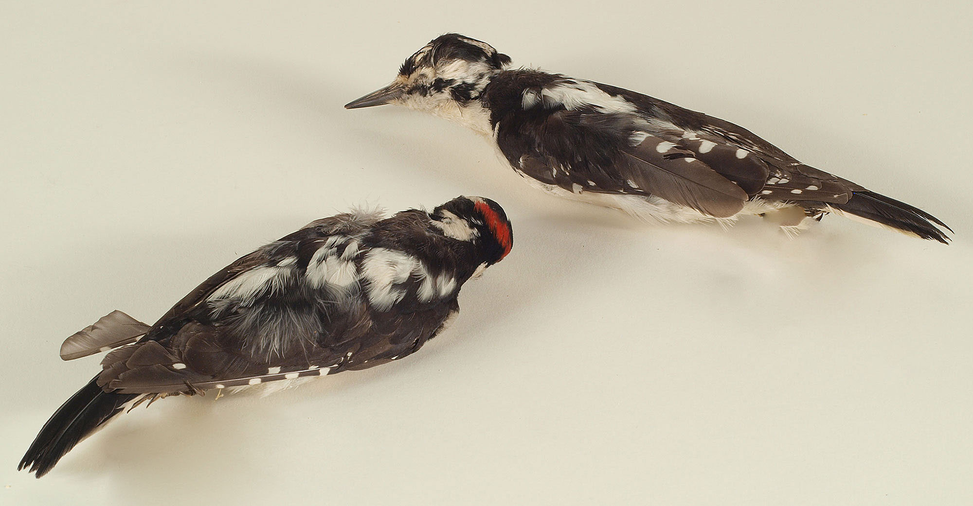 Two Hairy Woodpeckers (female and male)