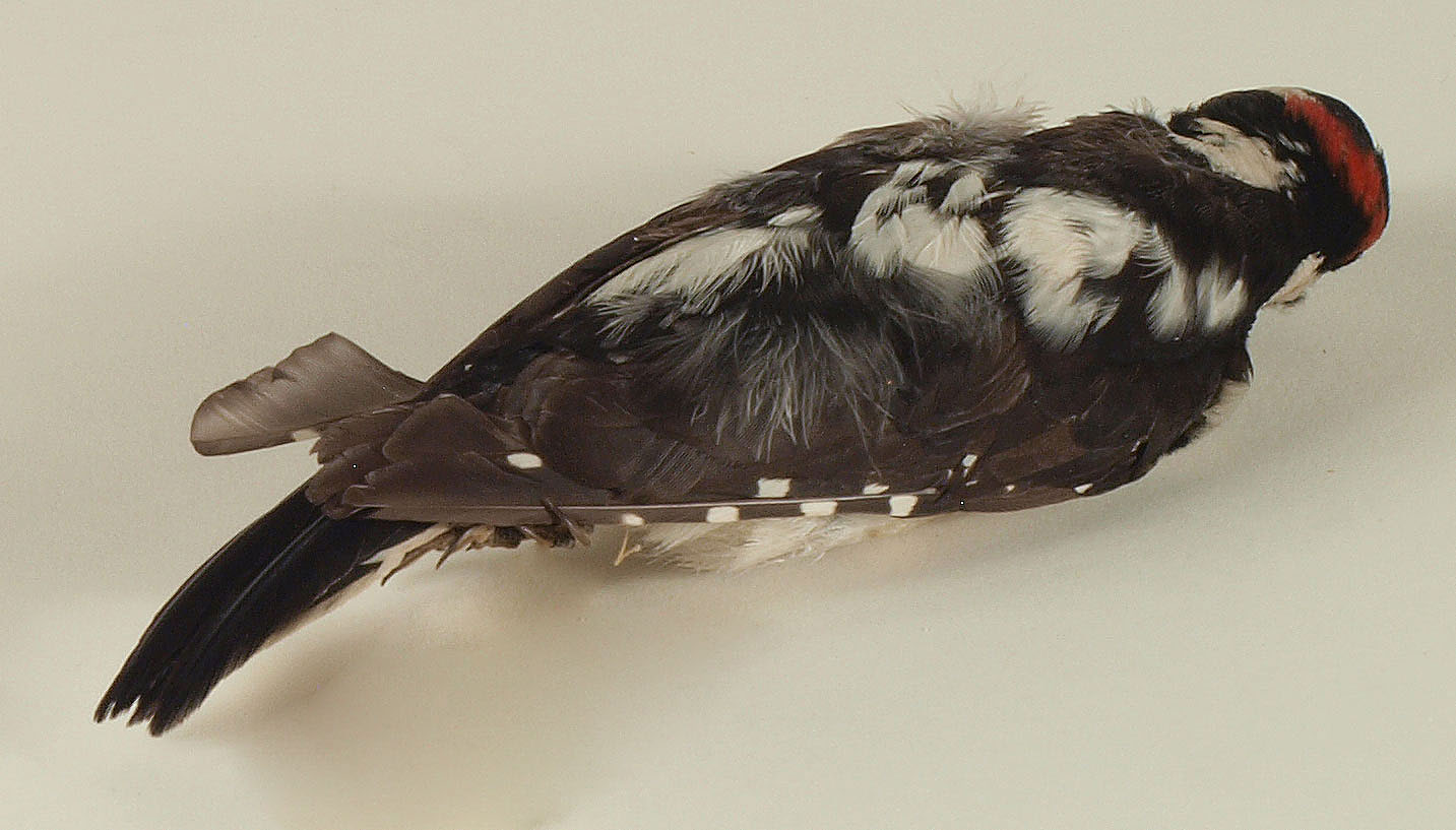 Hairy woodpecker male specimen
