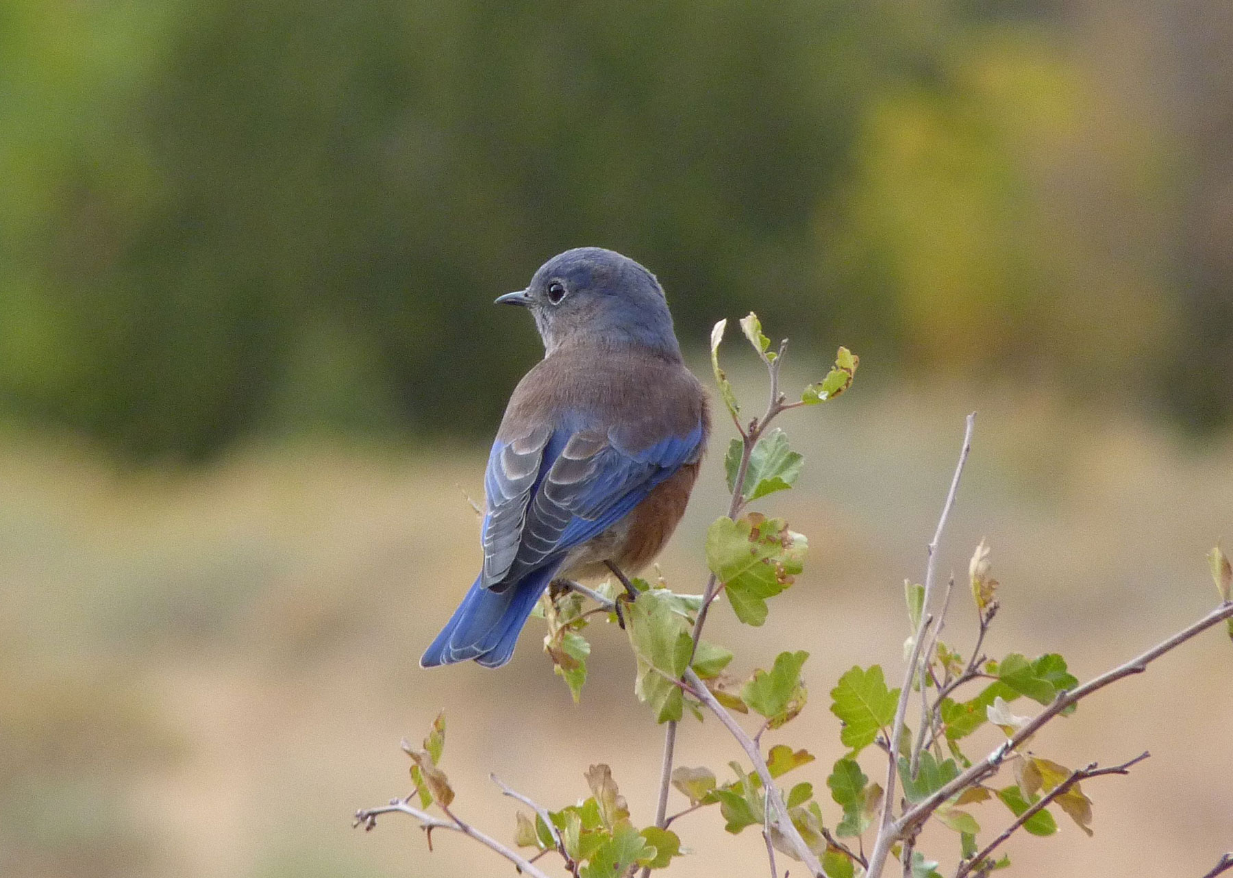 Western Bluebird