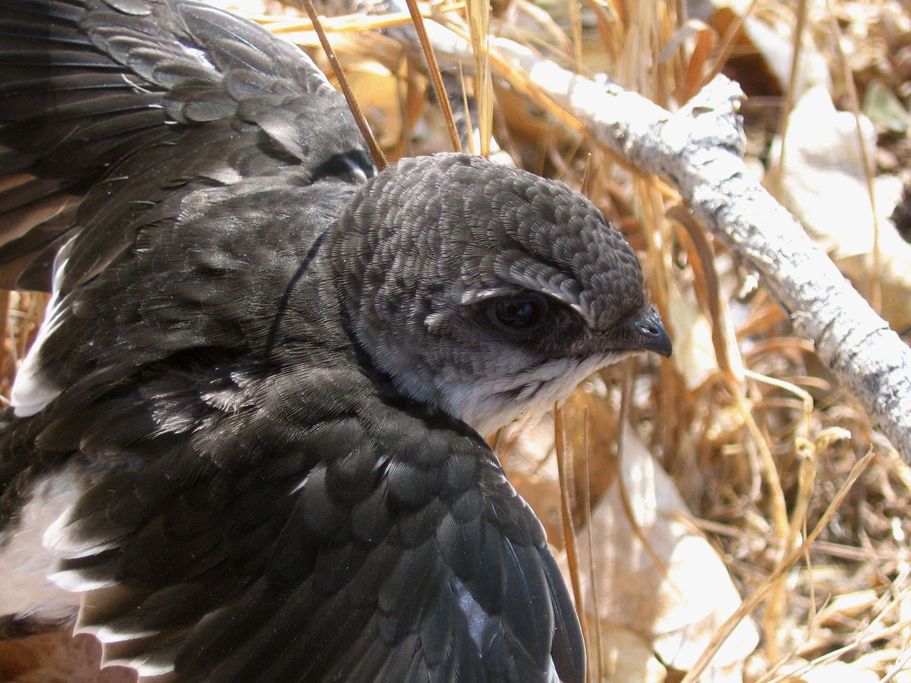 White Throated Swift