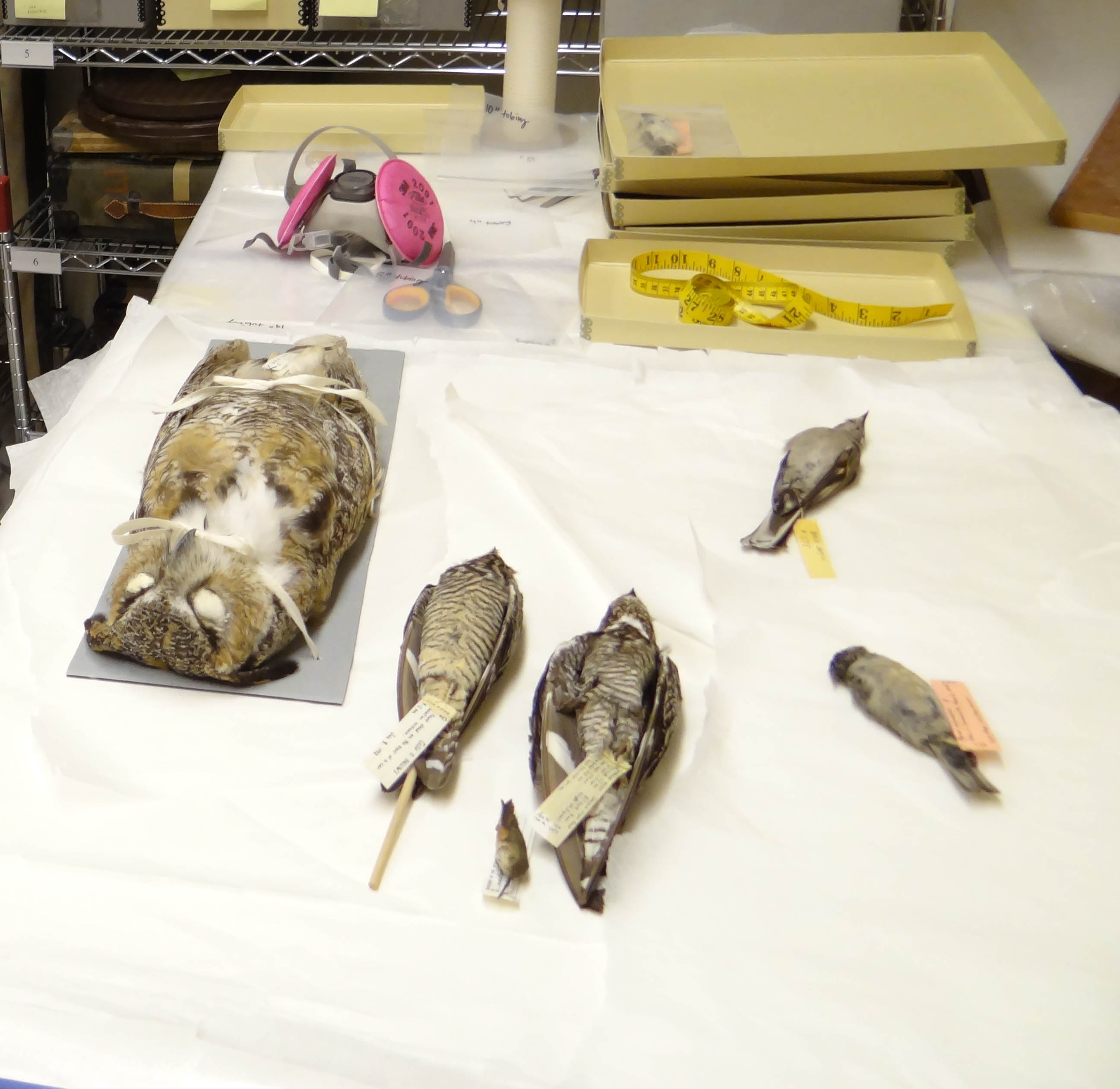 Rehousing work area with five bird specimens on table